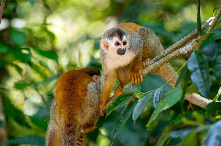 Manuel Antonio National Park tour from Jaco, Costa Rica