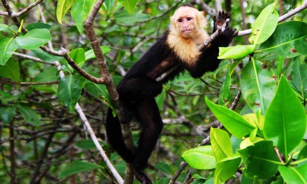Monkey Mangrove Tour near Jaco, Costa Rica