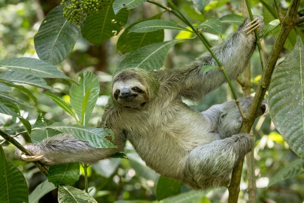 Carara-National-Park-Tour-Jaco-Costa-Rica-2