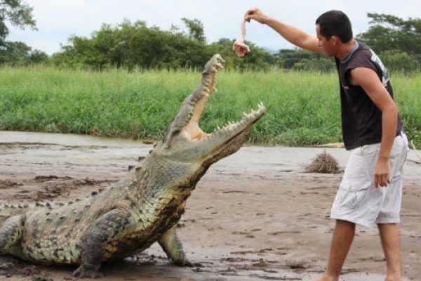 Crocodile-Tarcoles-River-Tours-Costa-Rica-1