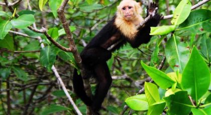 Monkey-Mangrove-Tour-Costa-Ricas