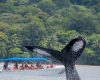 Whale-Dolphin-Watching-boat-tours-costa-rica-01