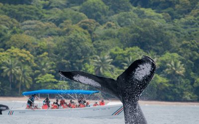 Whale-Dolphin-Watching-boat-tours-costa-rica-01
