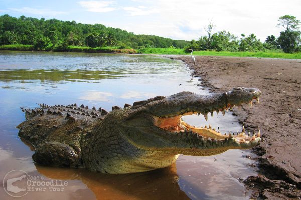 crocodile-river-scenery