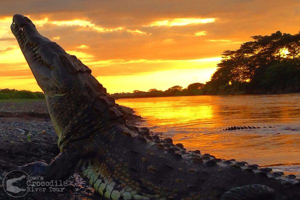 crocodile-tarcoles-river-sunset