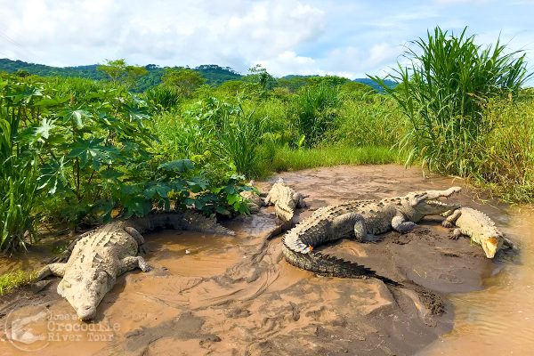 crocodiles-river-bank-2